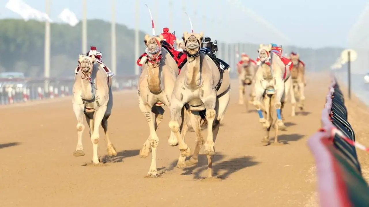 تألق لافت لهجن العاصفة والشيحانية بمنافسات أشواط العمالقة في ختامي المرموم